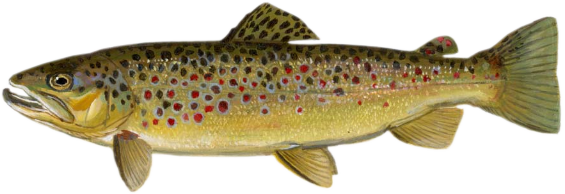 Brown Trout shown with September/Octobers Spawning Colors