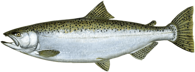Chinook salmon are known as King salmon for their large size, cought in Wisconsin waters of Lake Michigan Chinook Salmon