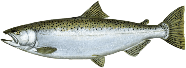 Chinook Salmon