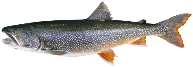 Lake Trout