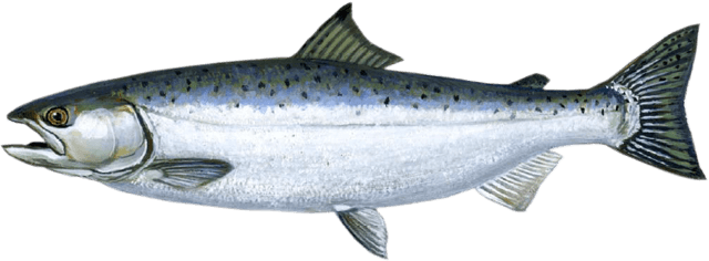 Wisconsin's Lake Michigan charter fishing catch Coho Salmon starting in April to the south in Racine waters moving up through summer to Sheboygan Coho Salmon
