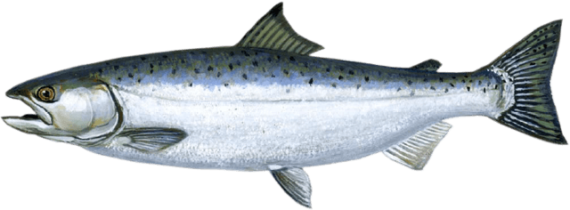 Coho Salmon